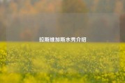 拉斯维加斯水秀介绍